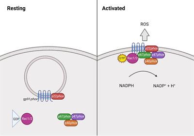 Beyond the Extra Respiration of Phagocytosis: NADPH Oxidase 2 in Adaptive Immunity and Inflammation